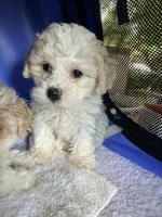 Tiny tiny tiny, a female Maltipoo for sale in Orlando, FL – 4 of 6