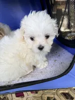 Runt runt runt, a female Maltipoo for sale in Orlando, FL – 2 of 2
