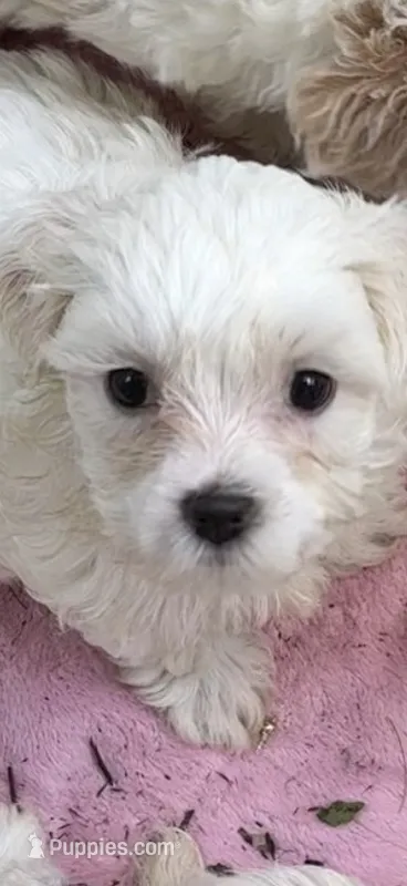 Little little little – Maltipoo puppy for sale in Orlando, FL