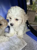 Tiny tiny tiny, a female Maltipoo for sale in Orlando, FL – 5 of 6