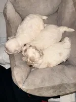 Toy toy toy, a female Maltipoo for sale in Boca Raton, FL – 3 of 8