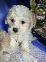 Tiny tiny tiny, a female Maltipoo for sale in Orlando, FL – 3 of 6