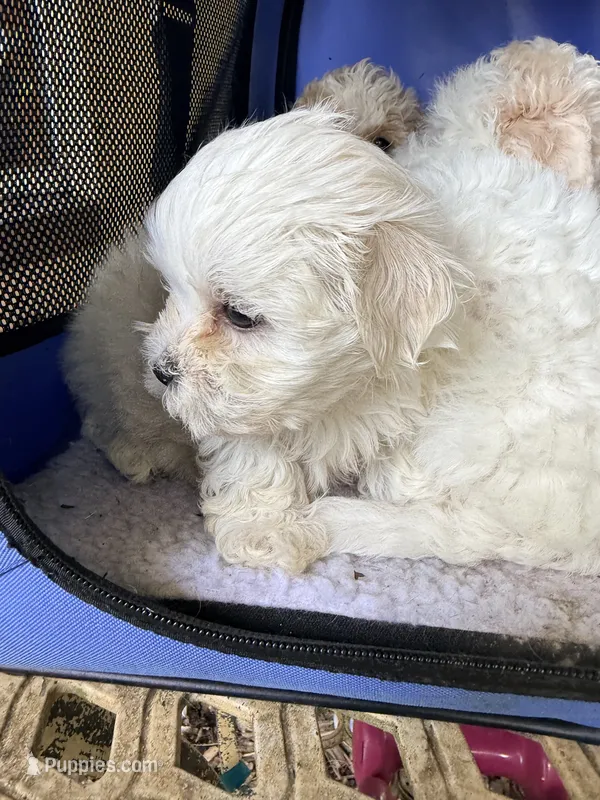 Runt runt runt – Maltipoo puppy for sale in Orlando, FL