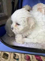 Runt runt runt, a female Maltipoo for sale in Orlando, FL – 1 of 2