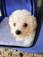Toy toy toy, a female Maltipoo for sale in Boca Raton, FL – 7 of 8
