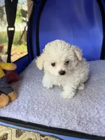 Toy toy toy, a female Maltipoo for sale in Boca Raton, FL – 8 of 8