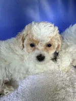 Petite petite petite, a female Maltipoo for sale in Orlando, FL – 4 of 5