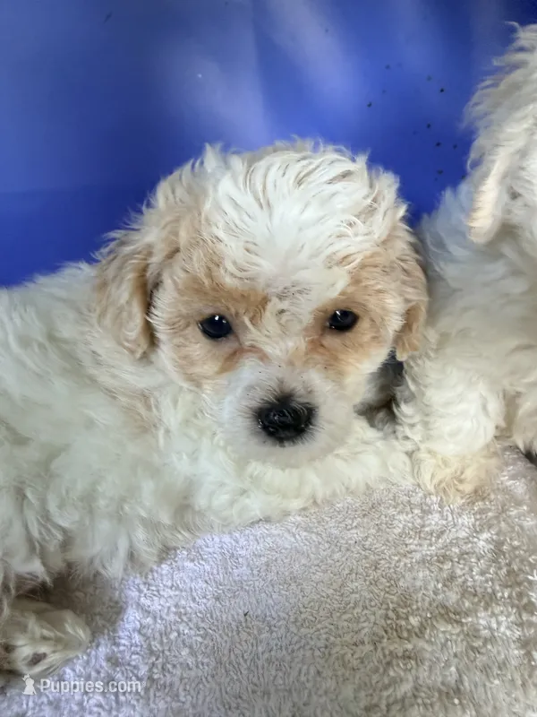 Petite petite petite – Maltipoo puppy for sale in Orlando, FL