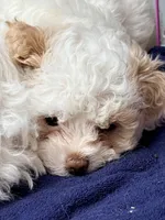Mariah, a female Maltipoo for sale in Palm Coast, FL – Photo 1 of 5