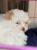 Mariah, a female Maltipoo for sale in Palm Coast, FL – Photo 3 of 5