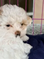 Mariah, a female Maltipoo for sale in Palm Coast, FL – Photo 2 of 5