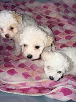 Mariah, a female Maltipoo for sale in Palm Coast, FL – Photo 4 of 5