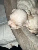 Toy toy toy, a female Maltipoo for sale in Boca Raton, FL – 5 of 8