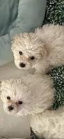 Baby baby baby, a female Maltipoo for sale in Orlando, FL – 1 of 1