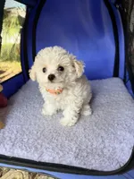 Toy toy toy, a female Maltipoo for sale in Boca Raton, FL – 6 of 8