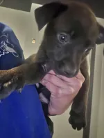Cherry, a female German Shepherd Dog and American Pit Bull Terrier for sale in Genoa, IL – 3 of 3