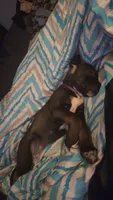 Stella, a female German Shepherd Dog and American Pit Bull Terrier for sale in Genoa, IL – 2 of 5