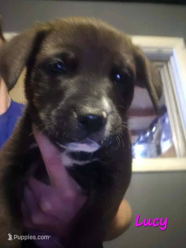 Lucy – American Pit Bull Terrier puppy for sale in Genoa, IL