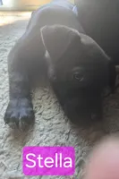 Stella, a female German Shepherd Dog and American Pit Bull Terrier for sale in Genoa, IL – 3 of 3