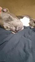 Broski, a male American Pit Bull Terrier for sale in Genoa, IL – 4 of 6
