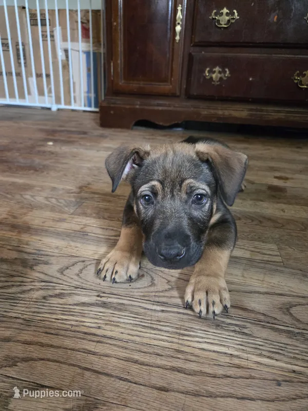Bear – German Shepherd Dog, American Pit Bull Terrier puppy for sale in Genoa, IL