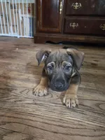 Bear, a male German Shepherd Dog and American Pit Bull Terrier for sale in Genoa, IL – 1 of 7