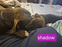 Shadow, a female German Shepherd Dog and American Pit Bull Terrier for sale in Genoa, IL – 4 of 4