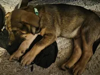 Bear, a male German Shepherd Dog and American Pit Bull Terrier for sale in Genoa, IL – 6 of 7