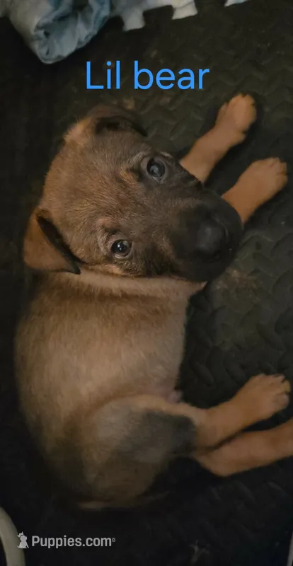 Bear – German Shepherd Dog, American Pit Bull Terrier puppy for sale in Genoa, IL