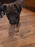 Bear, a male German Shepherd Dog and American Pit Bull Terrier for sale in Genoa, IL – 3 of 4