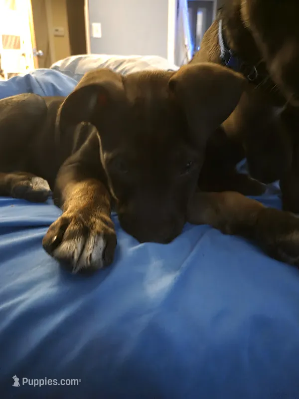 Stella – German Shepherd Dog, American Pit Bull Terrier puppy for sale in Genoa, IL