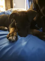 Stella, a female German Shepherd Dog and American Pit Bull Terrier for sale in Genoa, IL – 1 of 5