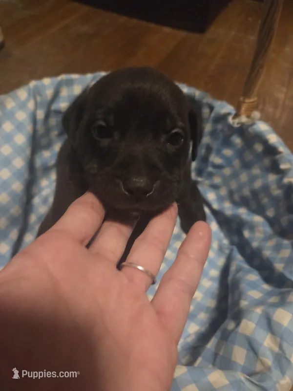 King James – German Shepherd Dog, American Pit Bull Terrier puppy for sale in Genoa, IL
