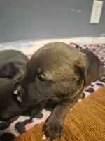 Lucy, a female American Pit Bull Terrier for sale in Genoa, IL – 2 of 3