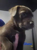 Choco, a male German Shepherd Dog and American Pit Bull Terrier for sale in Genoa, IL – 3 of 3