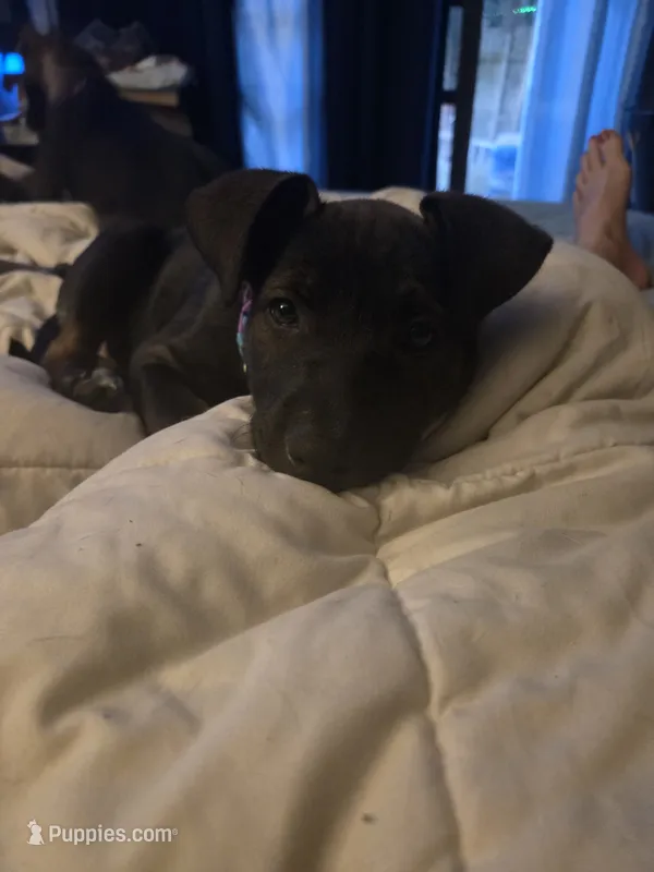 Shadow – German Shepherd Dog, American Pit Bull Terrier puppy for sale in Genoa, IL