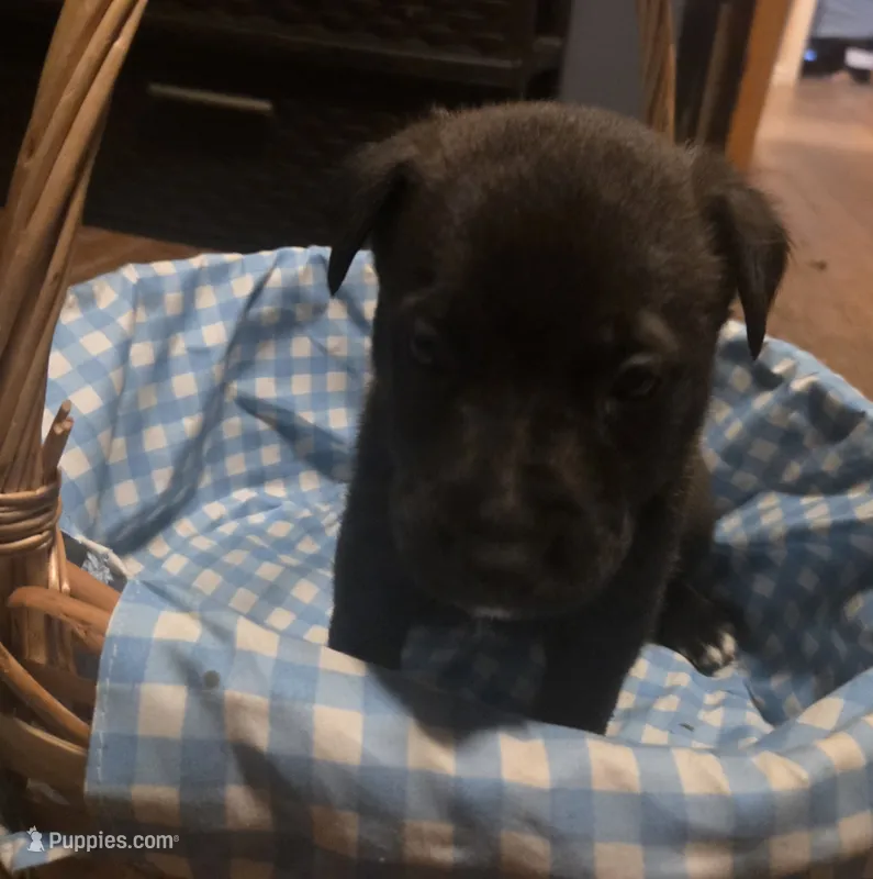 Duggy  – German Shepherd Dog, American Pit Bull Terrier puppy for sale in Genoa, IL