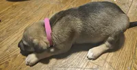 Dede, a female German Shepherd Dog and American Pit Bull Terrier for sale in Genoa, IL – 2 of 2
