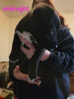 Shadow, a female German Shepherd Dog and American Pit Bull Terrier for sale in Genoa, IL – 2 of 4