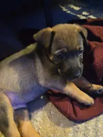 Bear, a male German Shepherd Dog and American Pit Bull Terrier for sale in Genoa, IL – 2 of 4