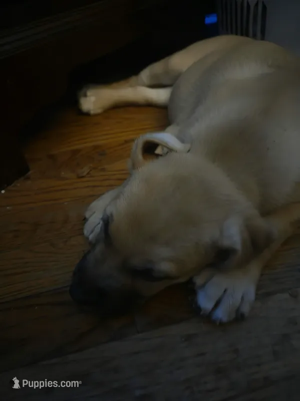 Luna – German Shepherd Dog, American Pit Bull Terrier puppy for sale in Genoa, IL