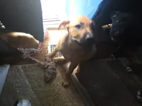 Luna, a female German Shepherd Dog and American Pit Bull Terrier for sale in Genoa, IL – 2 of 3
