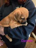 Carmen, a female German Shepherd Dog and American Pit Bull Terrier for sale in Genoa, IL – 2 of 3