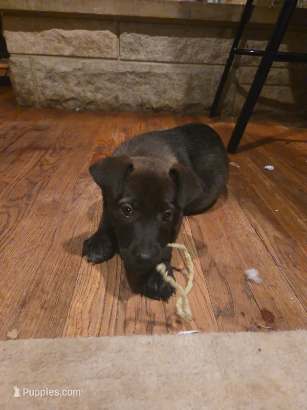 Stella – German Shepherd Dog, American Pit Bull Terrier puppy for sale in Genoa, IL
