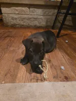 Stella, a female German Shepherd Dog and American Pit Bull Terrier for sale in Genoa, IL – 1 of 3