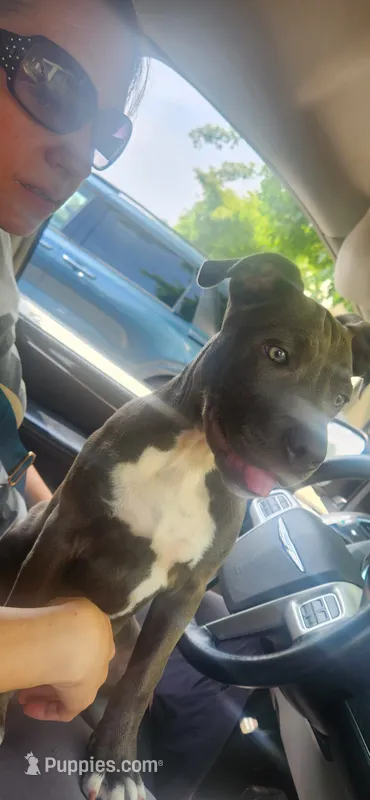 Broski – American Pit Bull Terrier puppy for sale in Genoa, IL