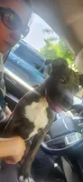 Broski, a male American Pit Bull Terrier for sale in Genoa, IL – 2 of 6