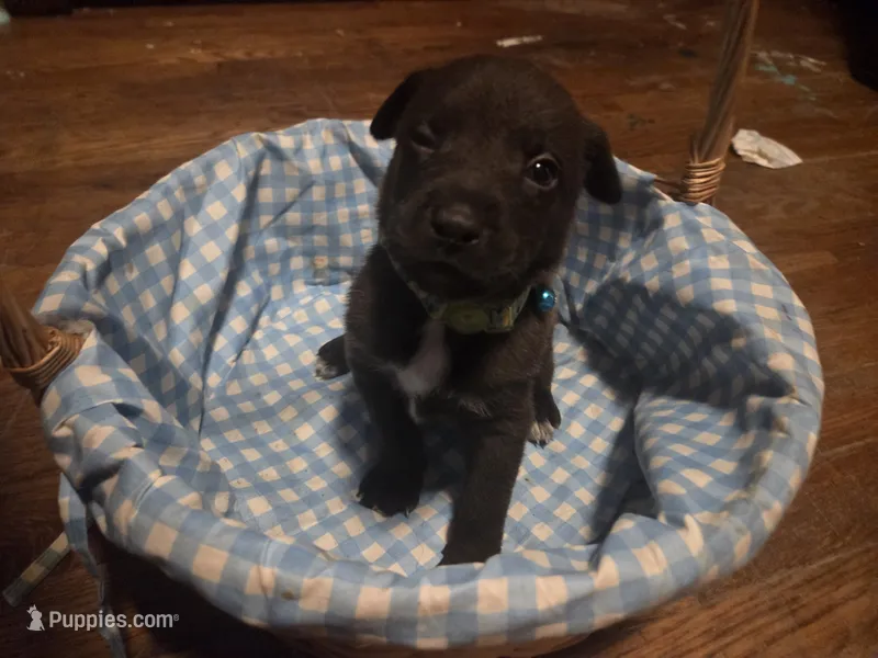 Charlie – German Shepherd Dog, American Pit Bull Terrier puppy for sale in Genoa, IL