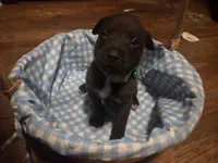 Charlie, a male German Shepherd Dog and American Pit Bull Terrier for sale in Genoa, IL – 1 of 3