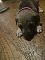 Dede, a female German Shepherd Dog and American Pit Bull Terrier for sale in Genoa, IL – 1 of 2